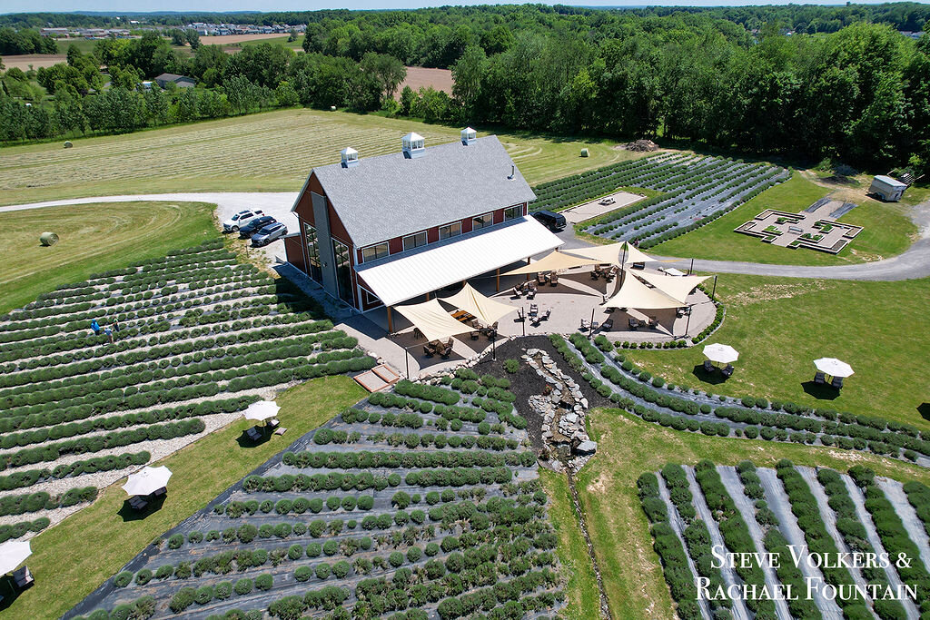 Aerial of the lavender rows and barn